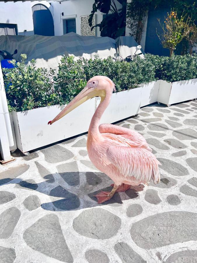 Provis Rentals Suite Next To The Mills In Mykonos Town المظهر الخارجي الصورة